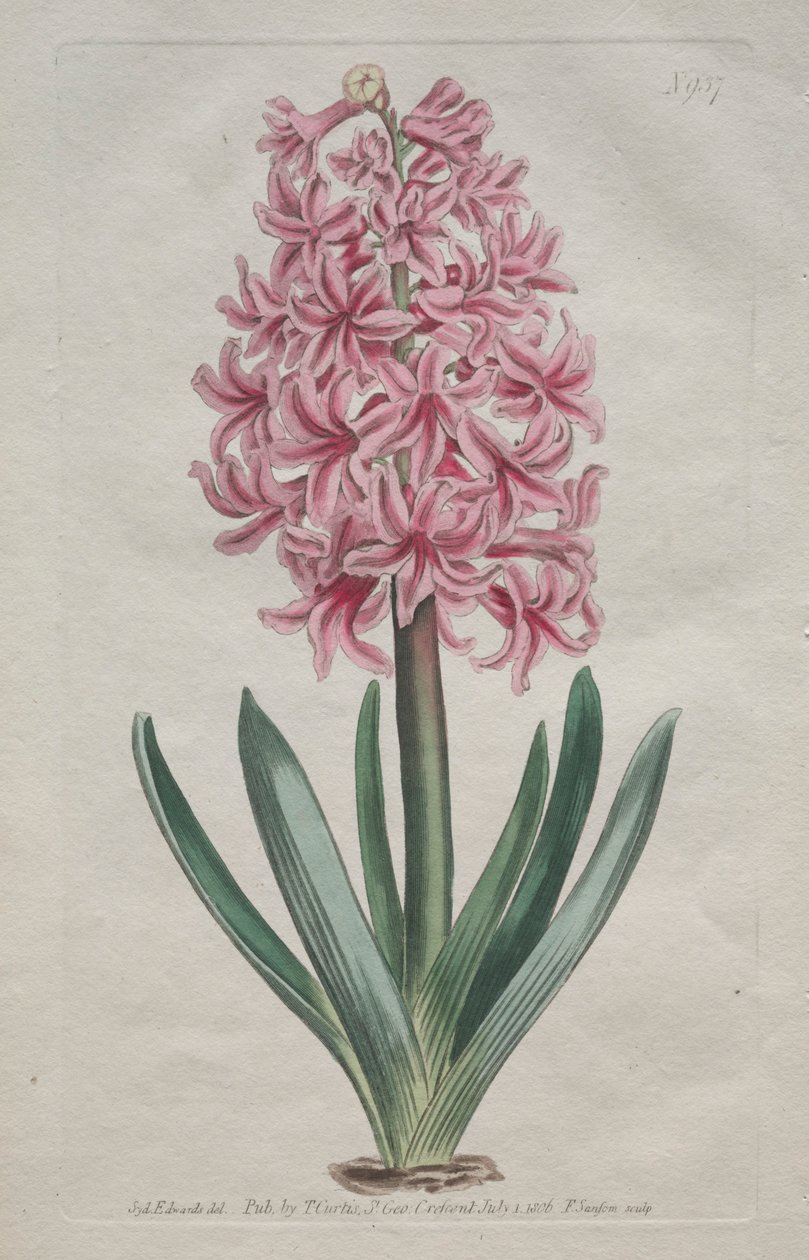 The Botanical Magazine or Flower Garden Displayed: Tuinhyacint, 1806 door Thomas Curtis