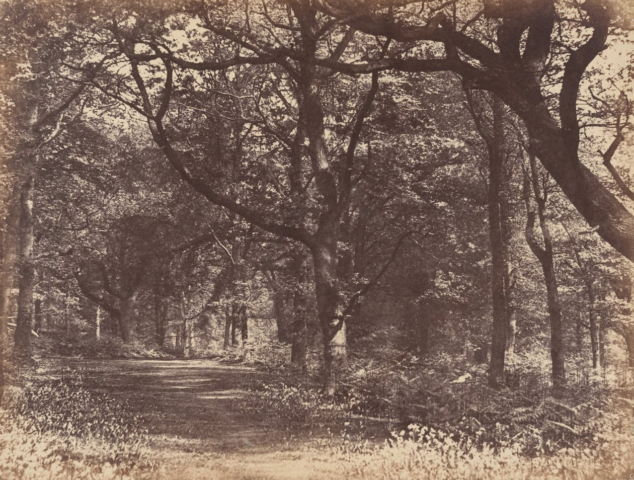 Boslandschap, Norton, Cheshire door Thomas Davies