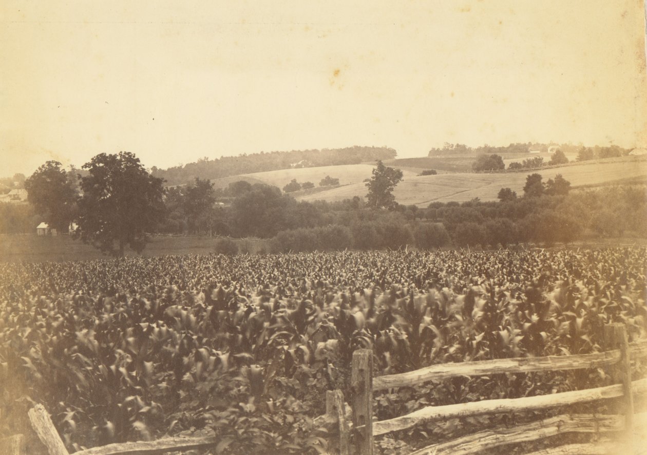[Cornfield, Avondale, PA] door Thomas Eakins