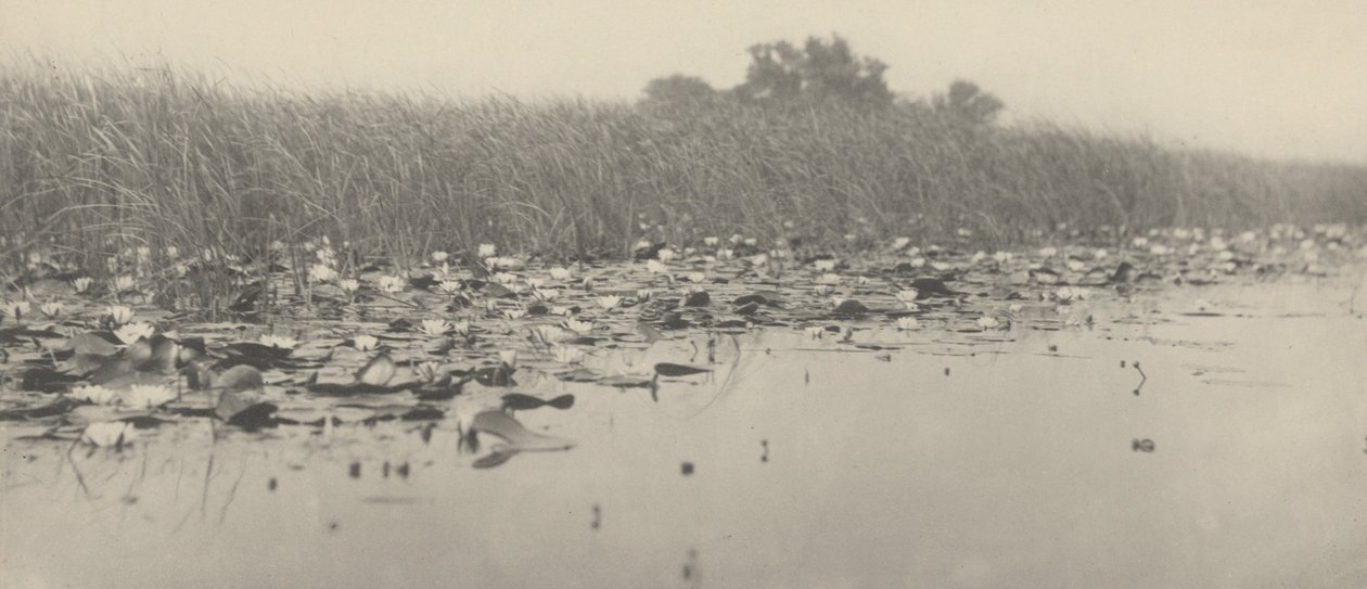Waterlelies,1886 (foto) door Thomas Frederick Goodall