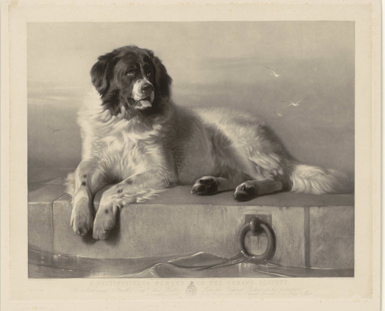 Portret van de reddingshond Bob, liggend op een pier door Thomas Landseer