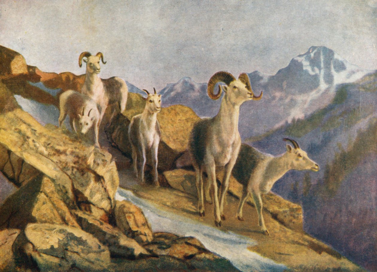 Uitwaaierende schapen die naar beneden komen om te voeren (kleurenlitho) door Thomas Mower Martin