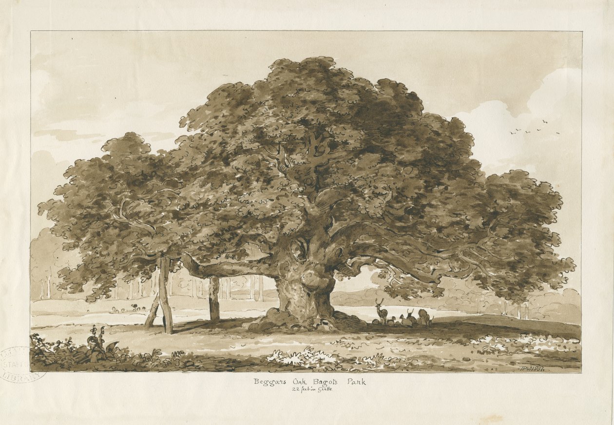 Blithfield - Bedelaars Eik: sepia tekening door Thomas Peploe Wood