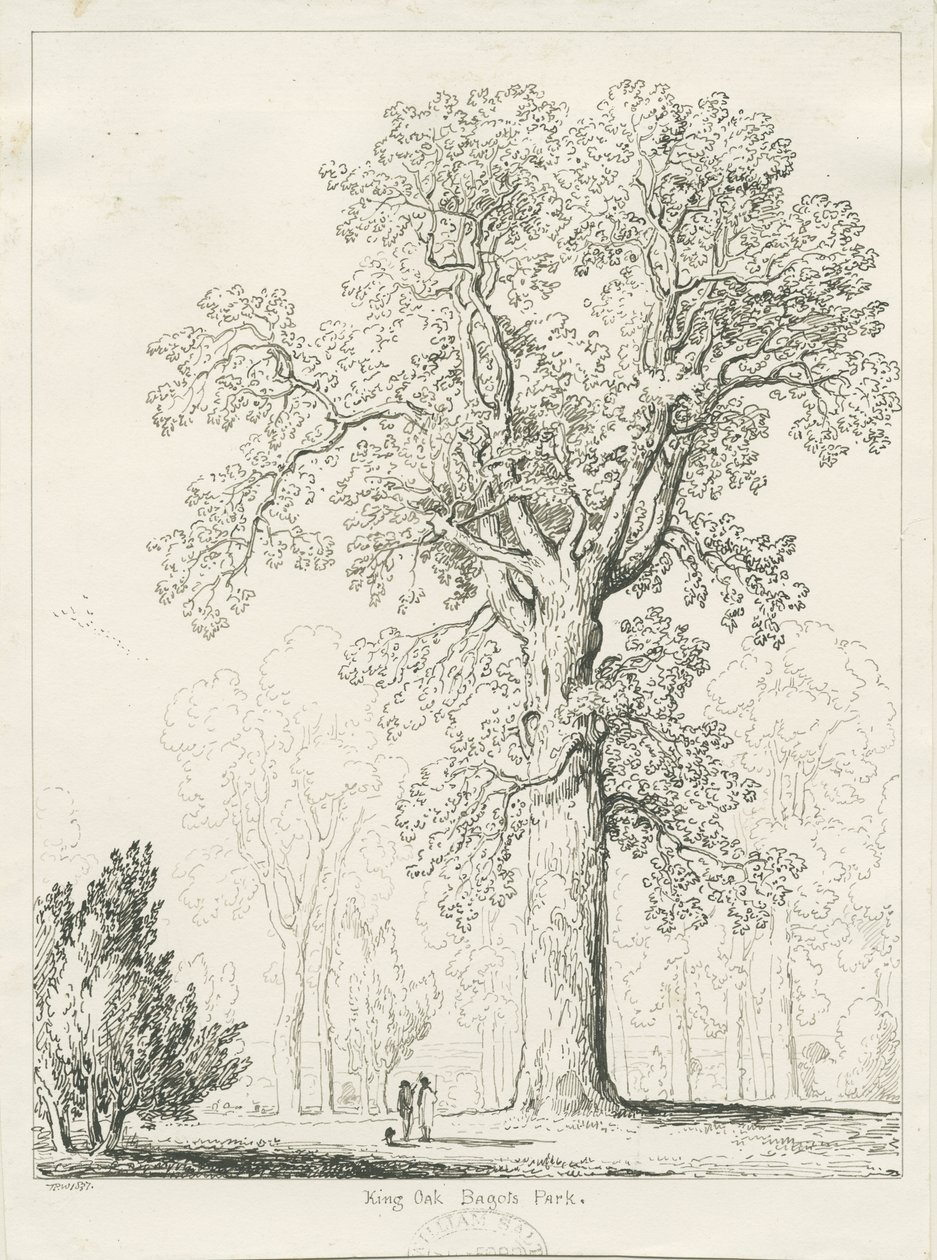 Blithfield - Koning Eik door Thomas Peploe Wood