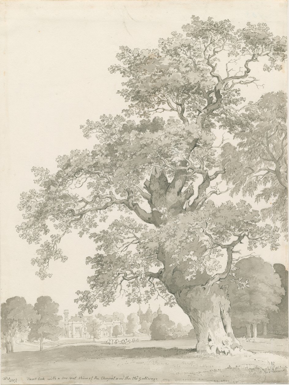 Tixall - Eik door Thomas Peploe Wood