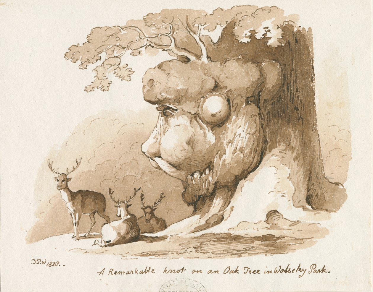 Wolseley Park - Knoop op een Eikenboom: pen en sepia tekening door Thomas Peploe Wood