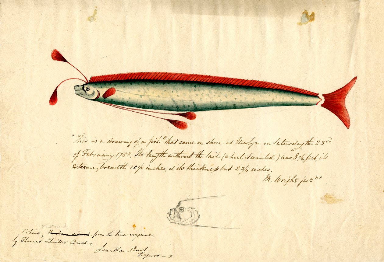 Een aquareltekening van de Newlyn Oarfish (Regalecus glesne), ca. 1849 (potlood en aquarel op papier) door Thomas Quiller Couch