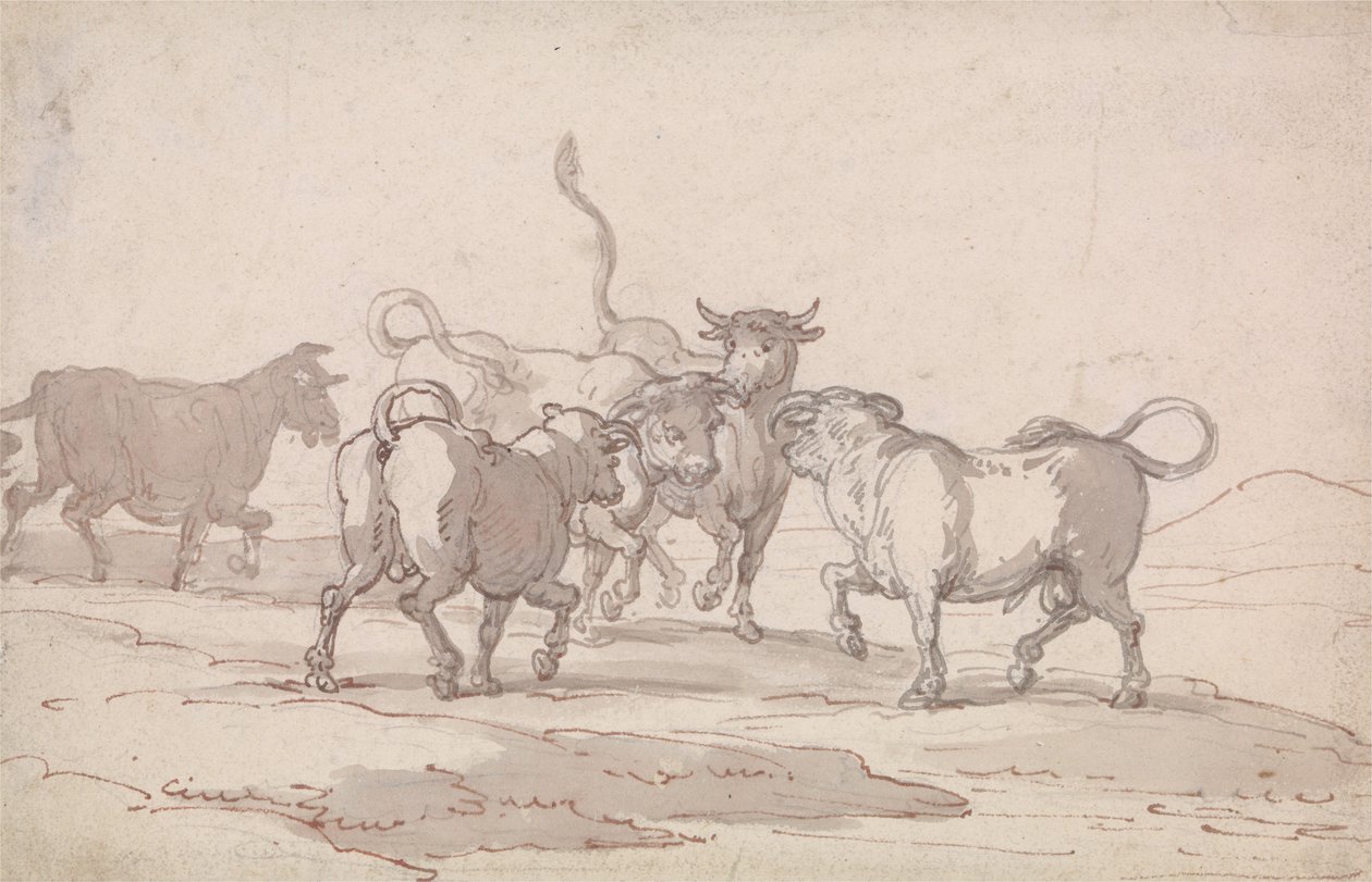 Een groep van vijf stieren die op het punt staan te vechten door Thomas Rowlandson