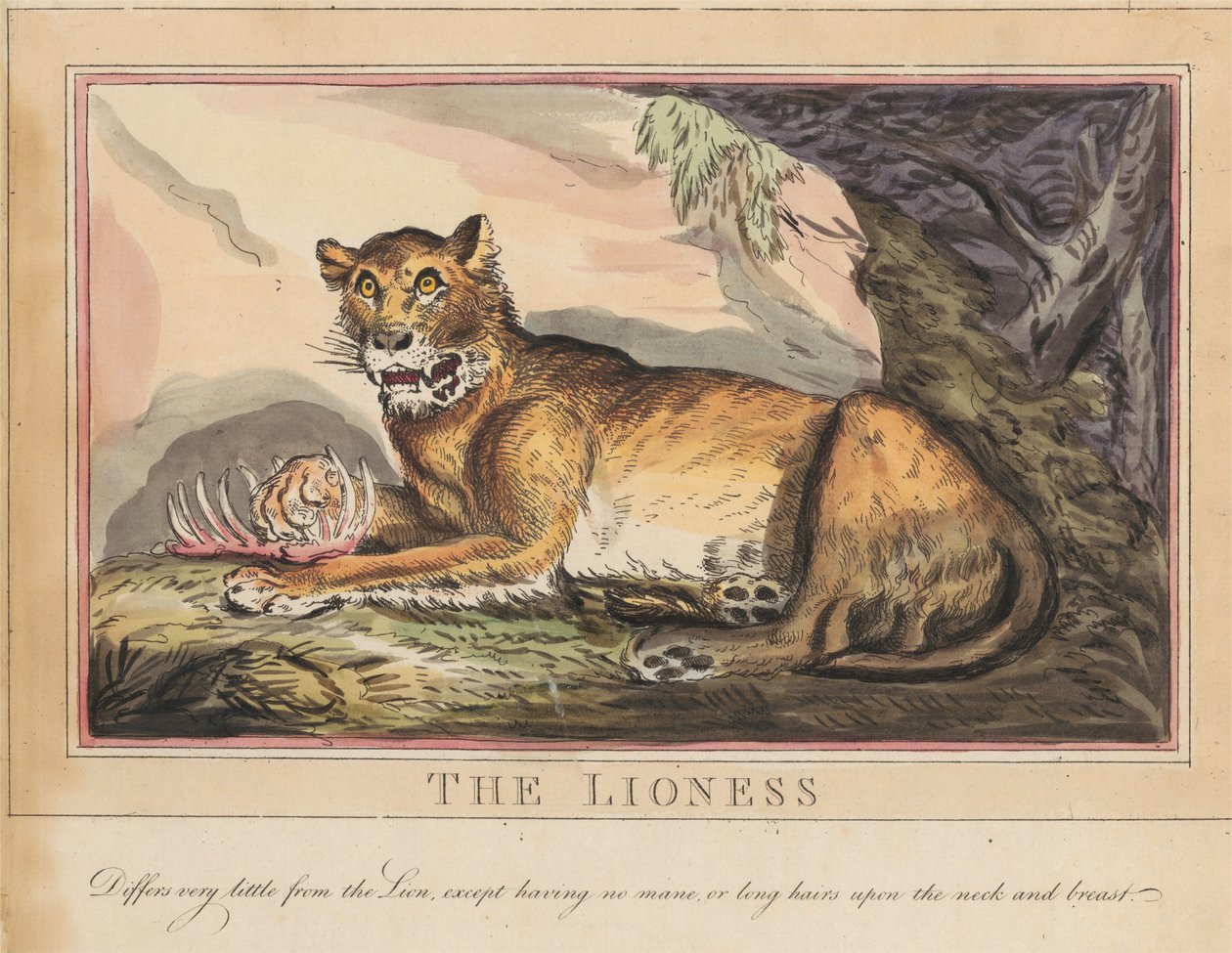 Set van acht met titelpagina. ‘Buitenlandse en inheemse dieren.’ 4. De tijger door Thomas Rowlandson