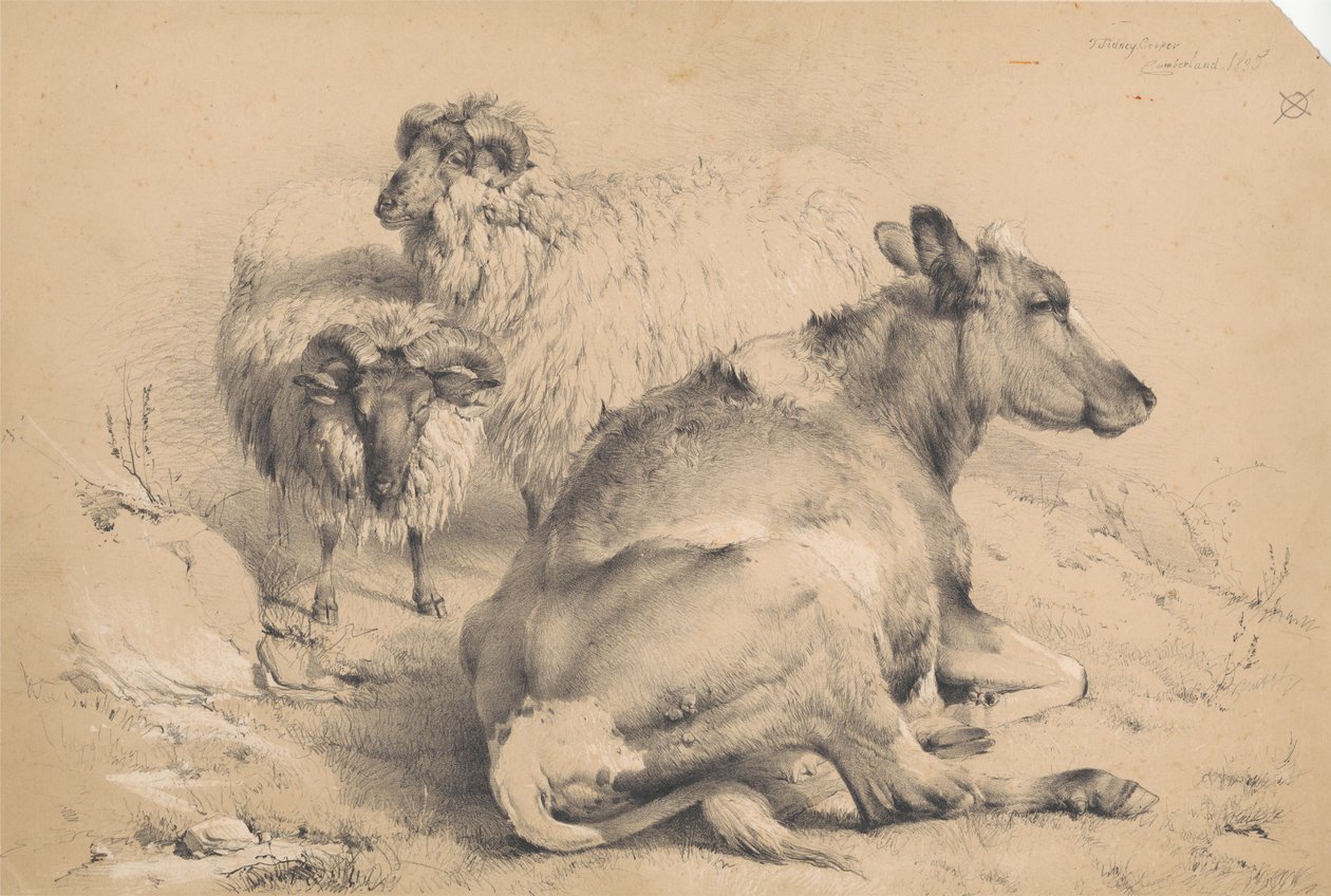 Een koe en twee rammen door Thomas Sidney Cooper