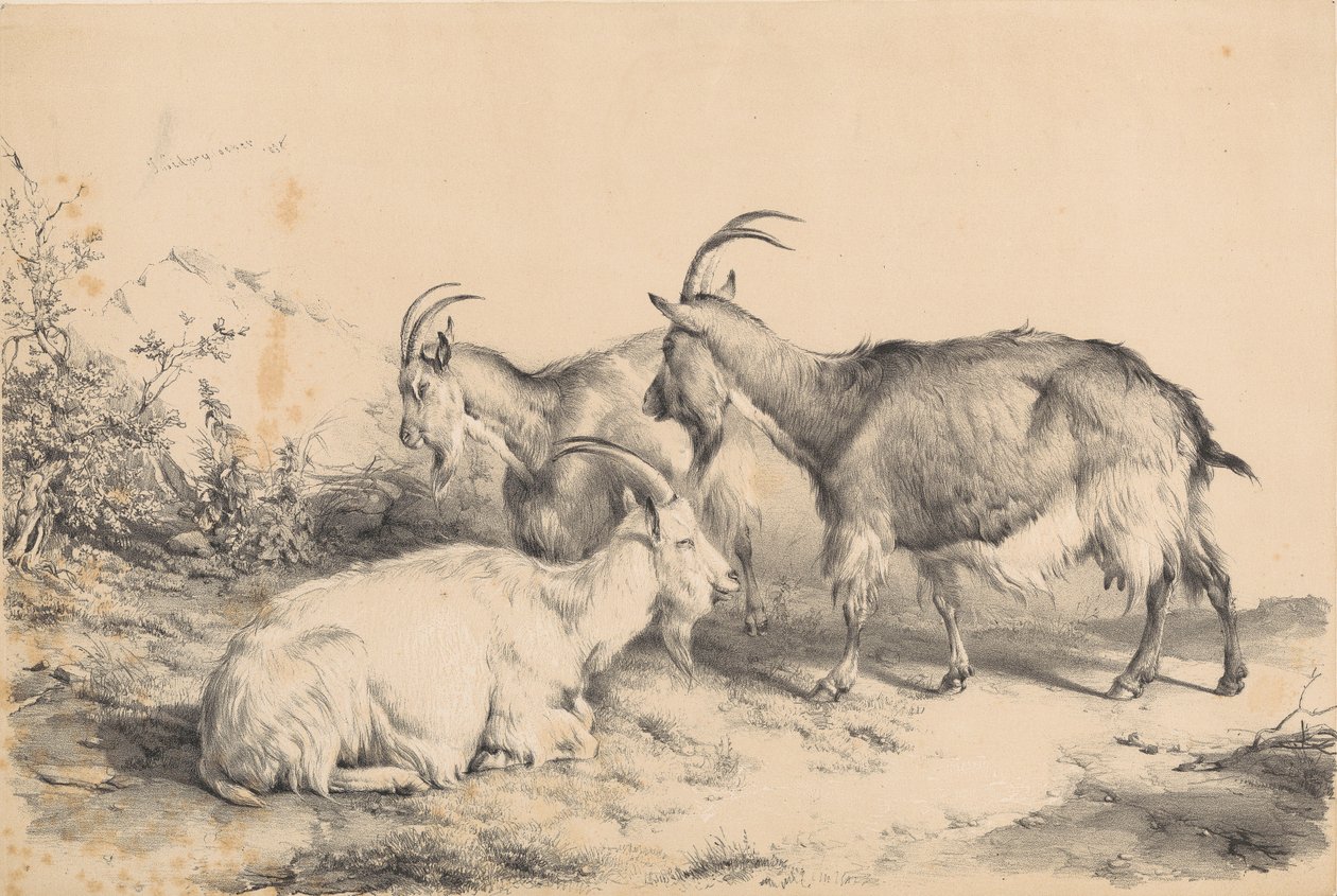 Drie geiten door Thomas Sidney Cooper