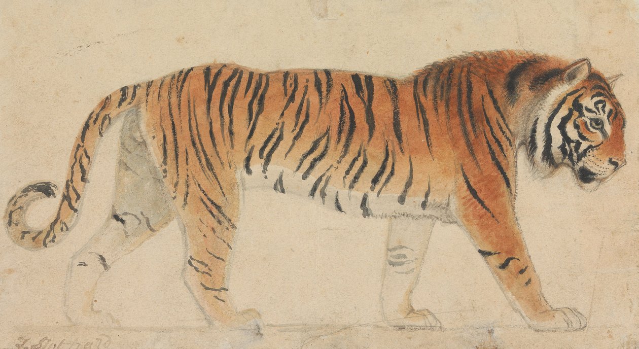 Een tijger, ten voeten uit, in profiel, naar rechts lopend door Thomas Stothard
