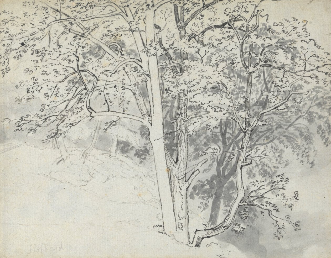 Studie van bomen door Thomas Stothard