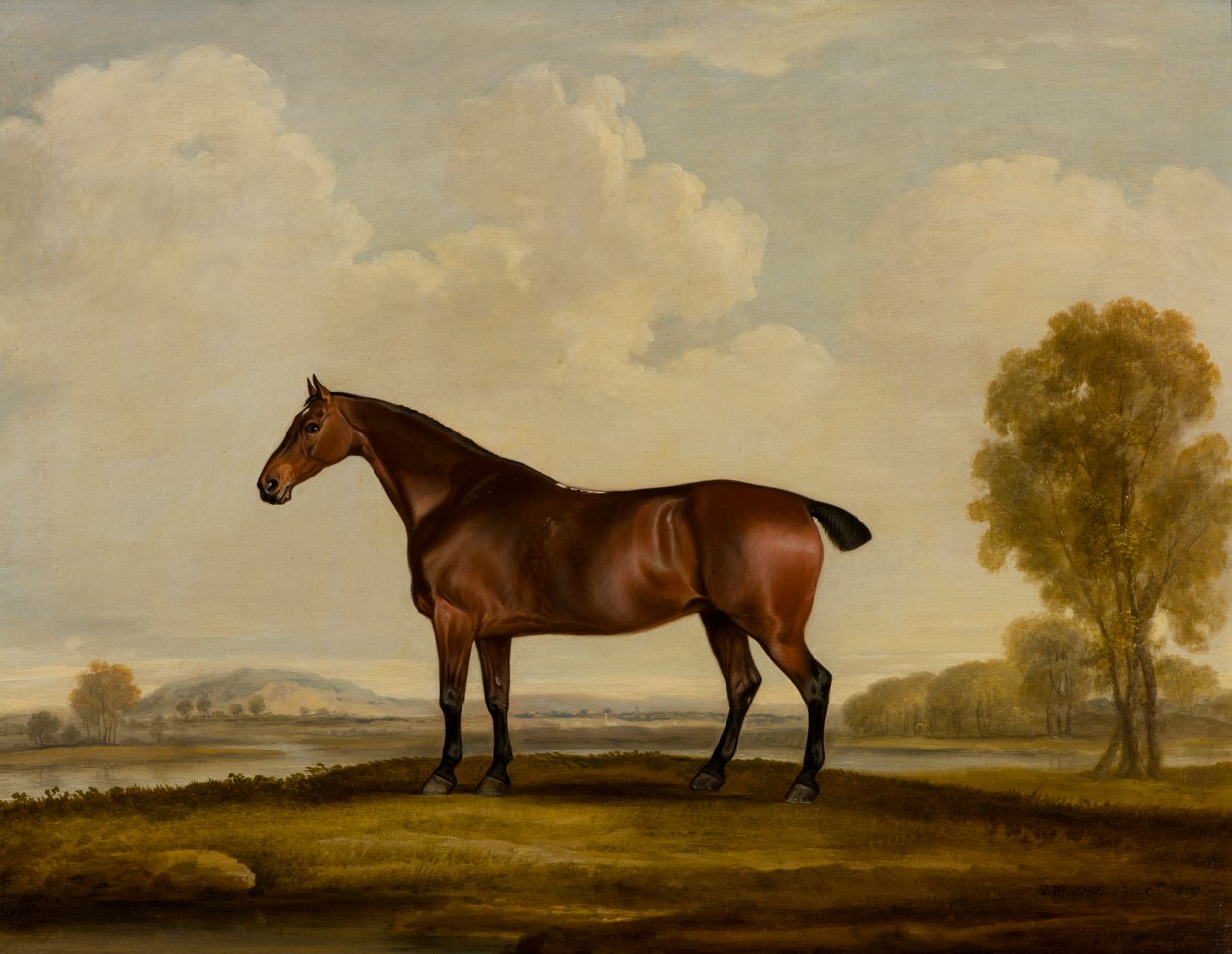 Georgiana: een paard door Thomas Weaver