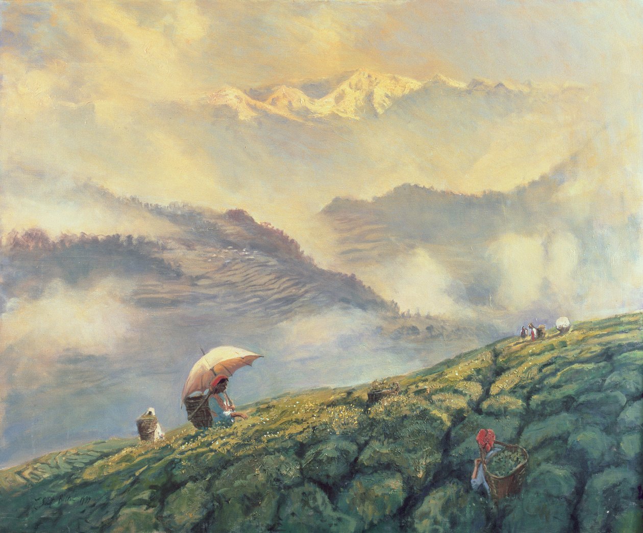 Thee plukken, Darjeeling, India, 1999 door Tim Scott Bolton