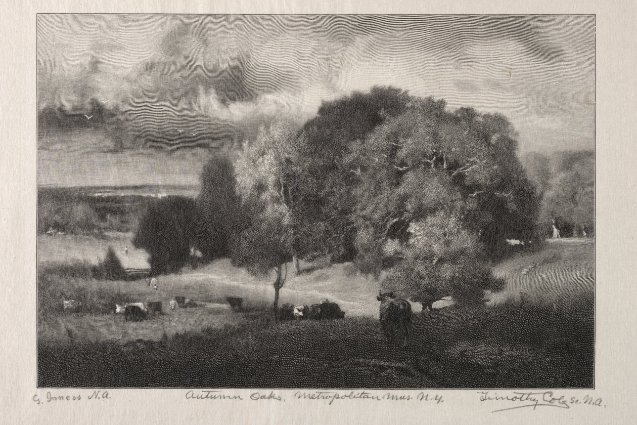 Herfst eiken door Timothy Cole