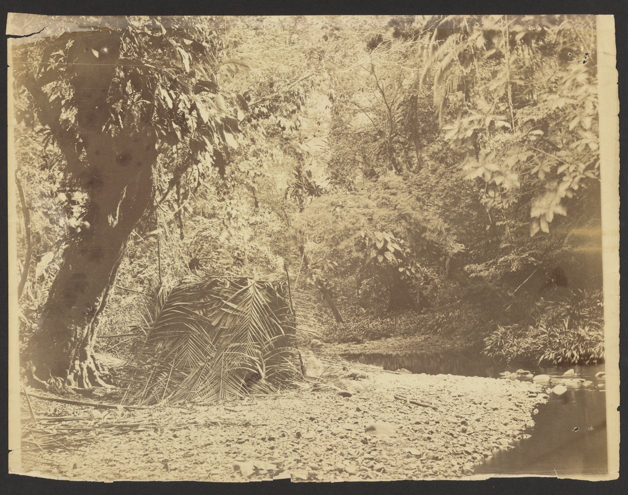 [Jungle Scène: Uitzicht op rieten hut van palmbladeren, Isthmus van Darién (Panama)]. door Timothy H. O