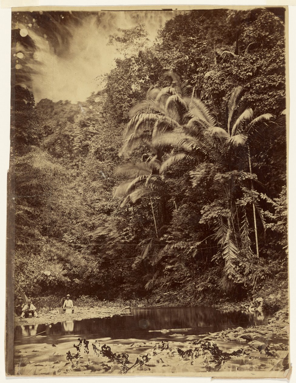 [Junglescène met palmbomen en ander dicht gebladerte, Darién-expeditie, Landengte van Panama] door Timothy H. O