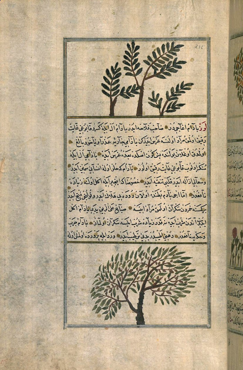 Een wierookboom boven een amandelboom, naar een verhandeling van Zakariya ibn Muhammad al-Qazwini door Turkish School