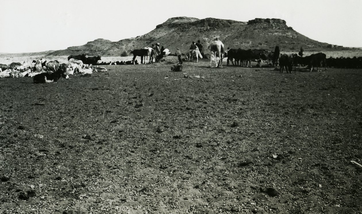 Uitzicht op archeologisch gebied van Naqa, met dromedarissen en vee, Soedan, foto door Ugo Monneret de Villard door Ugo Monneret de Villard