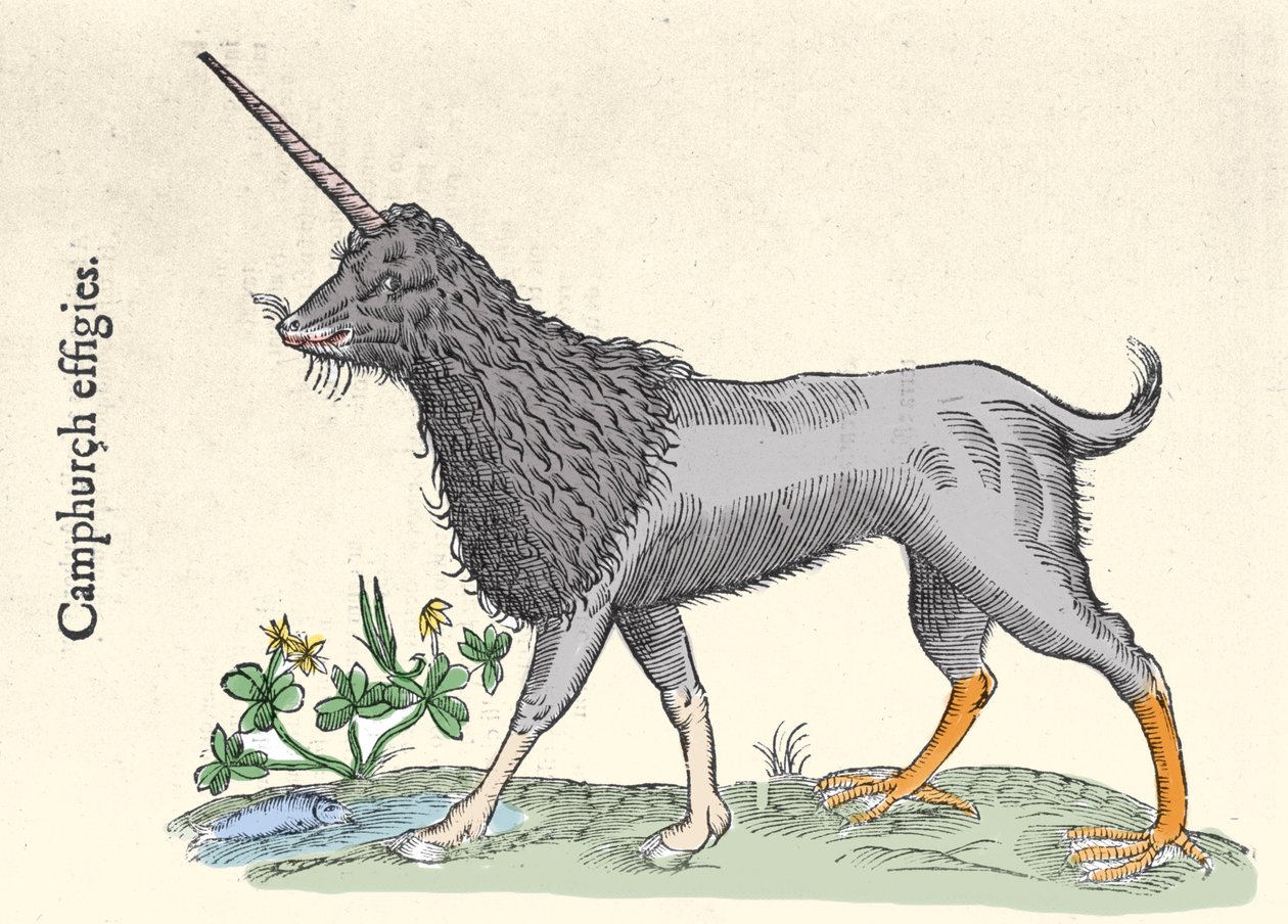 Representatie van een camphurch, monster van de Molukken Eilanden. Gravure door Ulisse Aldrovandi, Monstrorum Historiae, Bologna 1642 door Ulisse Aldrovandi