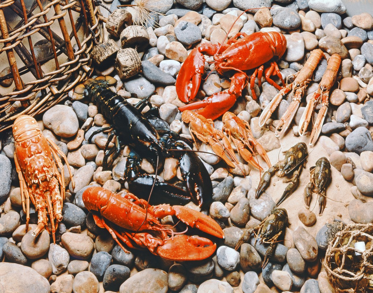 Verzameling van schelpdieren door Unbekannt Unbekannt