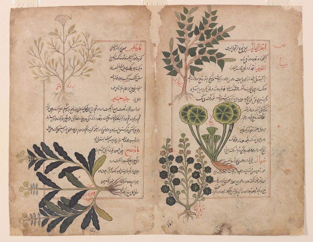 Dubbel folio uit een Kitab-i hashaish (Het kruidenboek) door Unbekannt Unbekannt