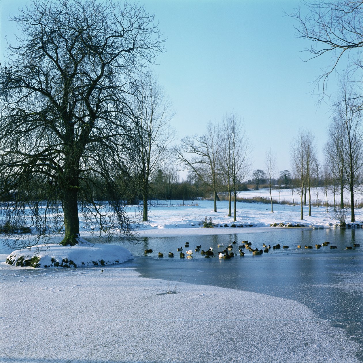 Eenden in de Sneeuw bij Finchingfield, Essex door Unbekannt Unbekannt