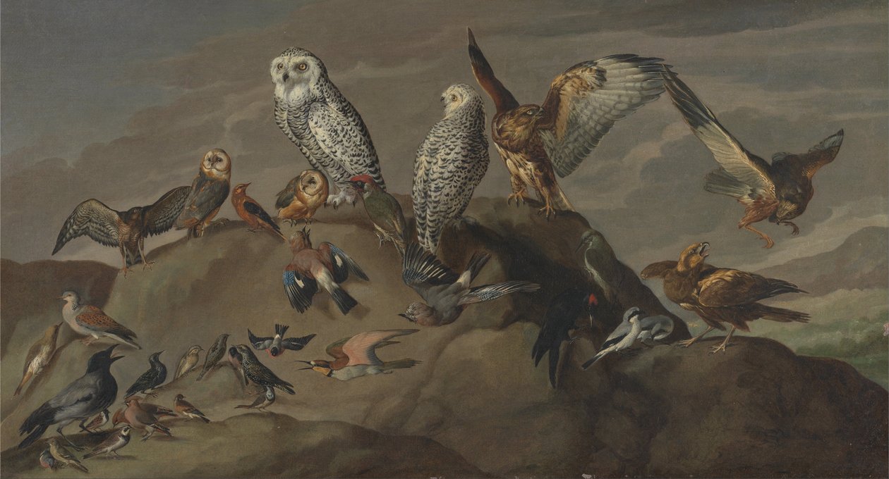 Studie van Vogels door Unbekannt Unbekannt