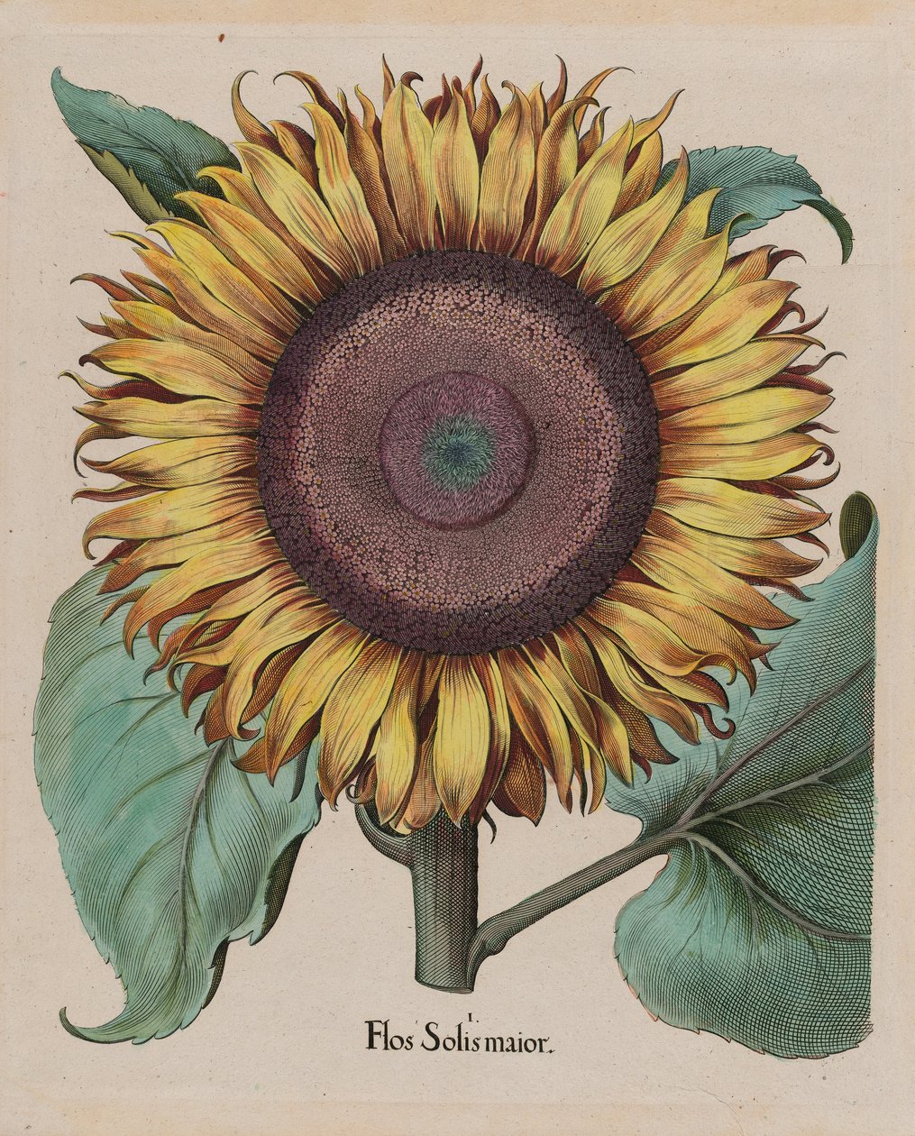 Grote Zonnebloem (Flos Solis Maior), plaat 1 uit deel 5, B. Besler, Hortus Eystettensis, 1713 editie door Unbekannt Unbekannt