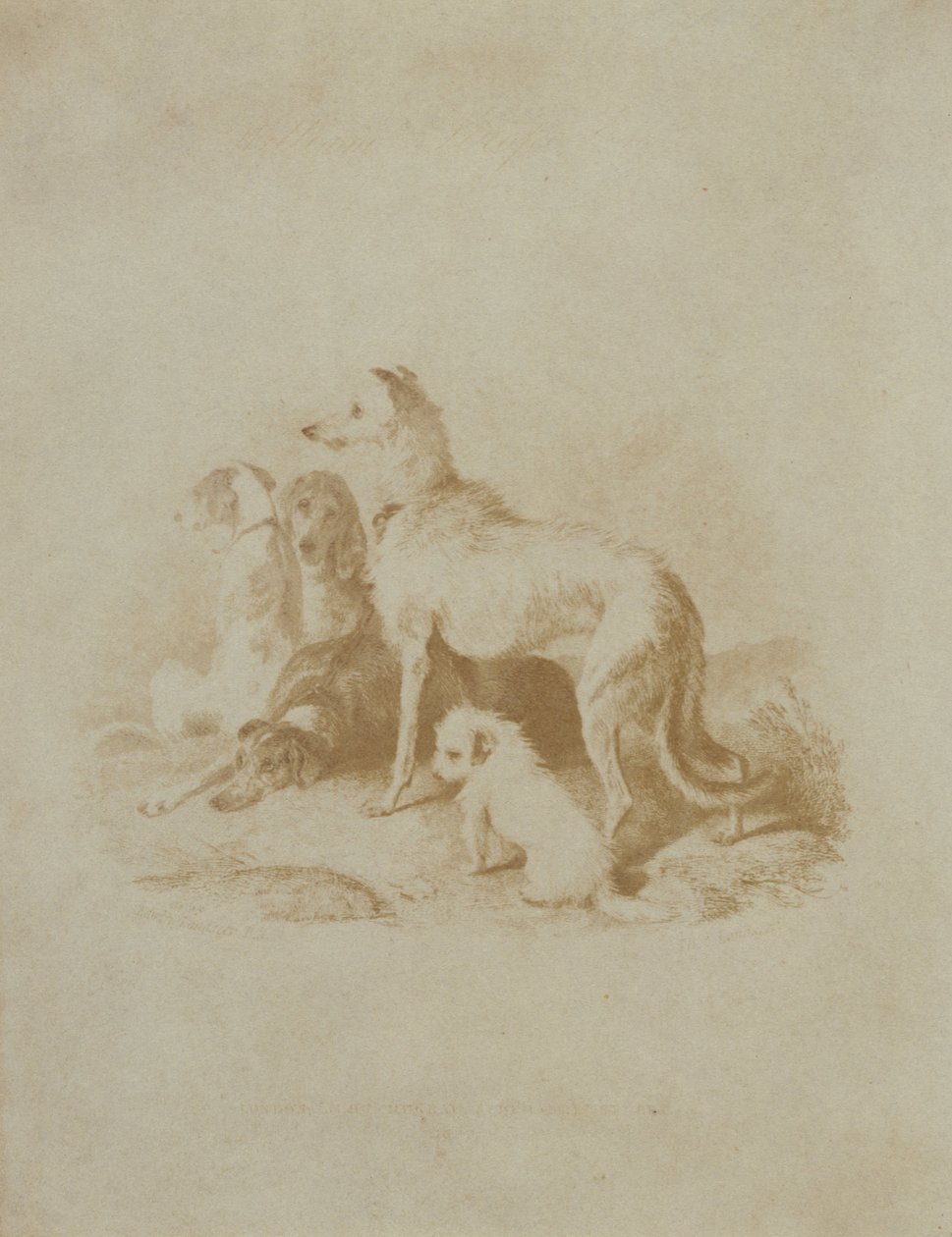 Een Groep van Vijf Honden door Unbekannt Unbekannt