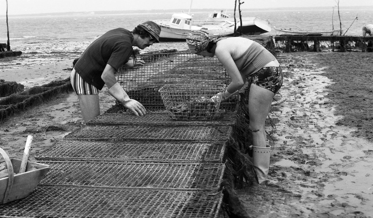 Oestergroei in Vendée Oester Augustus 1974 door Unbekannt