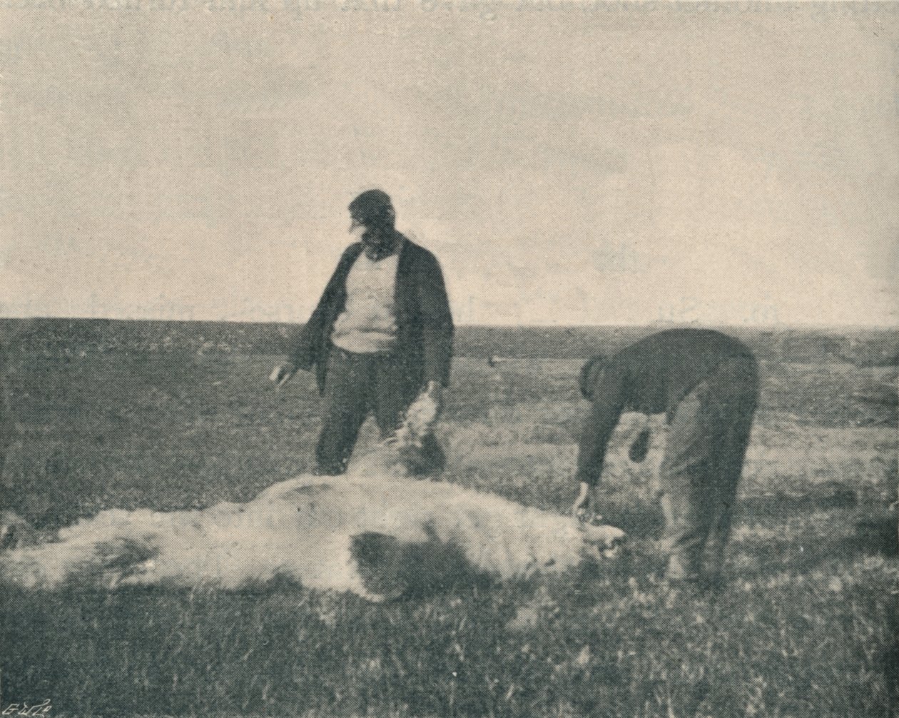 Een Dode Beer op Rendiereiland 21 augustus 1893, 1893 1897 door Unbekannt