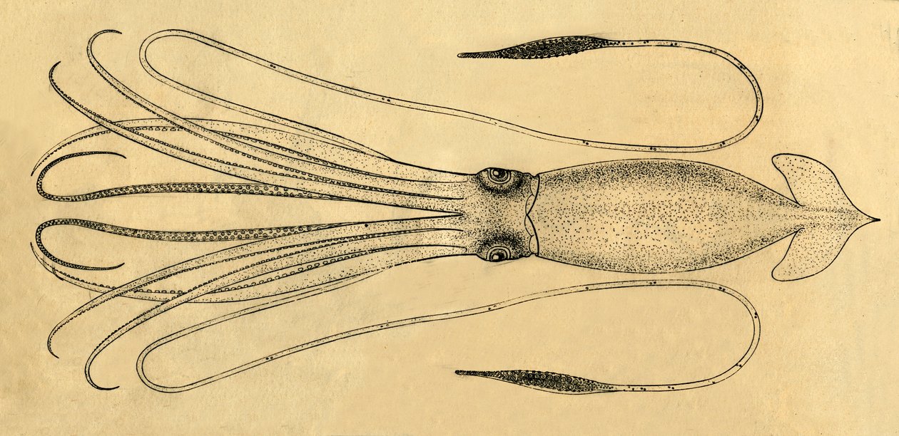Een diagram van de reuzeninktvis, 1881 door Unbekannt