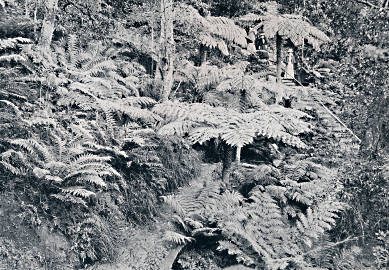 Een bos van boomvarens, Leura, Blue Mountains, ca. 1900 door Unbekannt