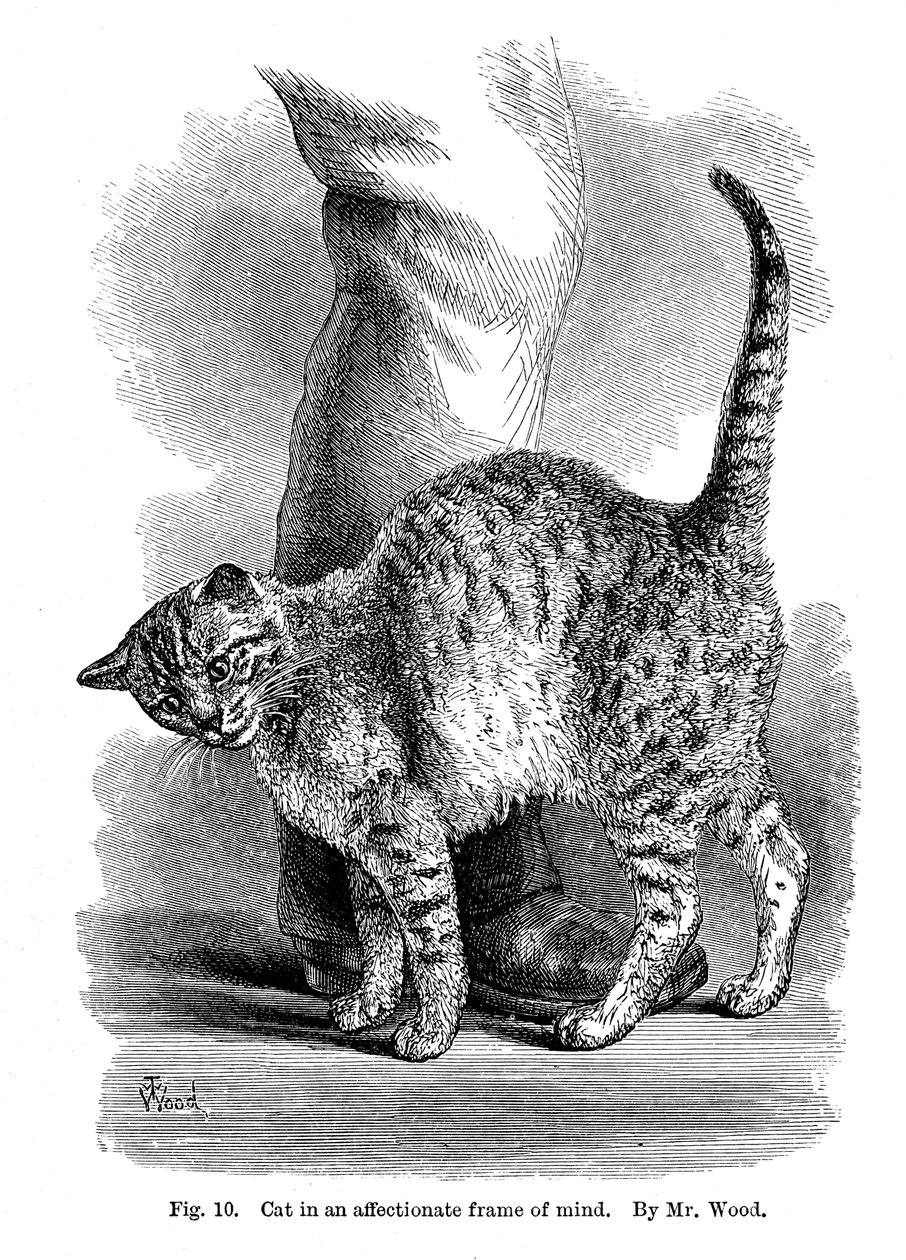 Een kat in een aanhankelijke stemming, uit The Expression and Emotions in Man and Animals, 1872 door Unbekannt