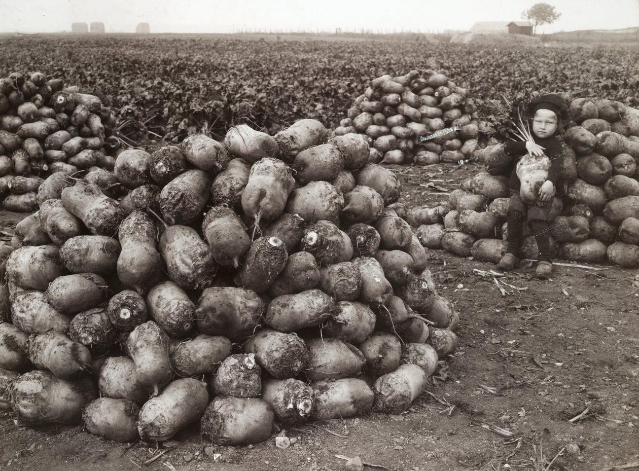 Een klein meisje met stapels geoogste rapen, nabij Landskrona, Zweden, 1910 door Unbekannt