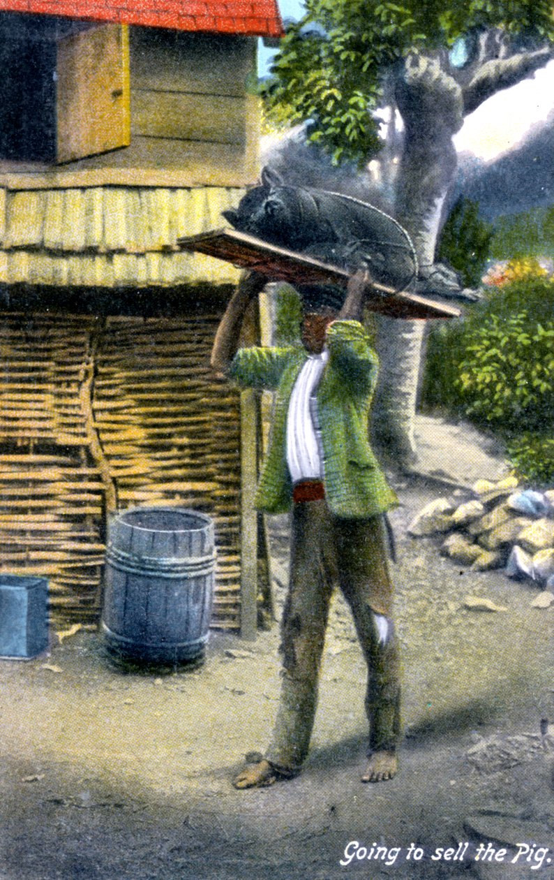 Een man op weg naar de markt om een varken te verkopen, Jamaica, ca. 1900s door Unbekannt