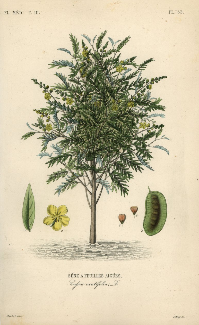 Alexandrijnse senna, Senna alexandrina, Cassia acutifolia, Sene a feuilles aigues door Unbekannt