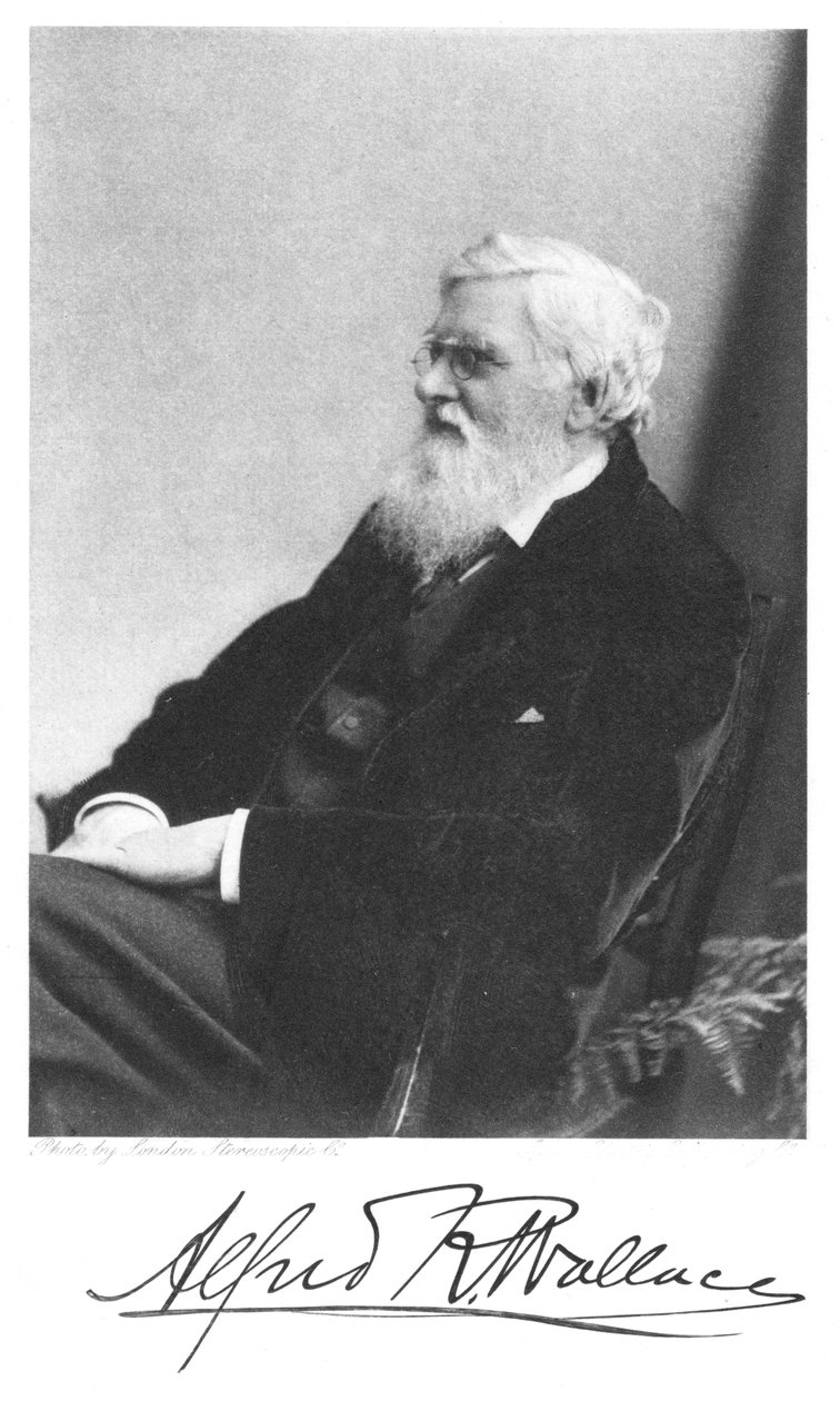 Alfred Russell Wallace, in Wales geboren Britse natuuronderzoeker, c1900 door Unbekannt