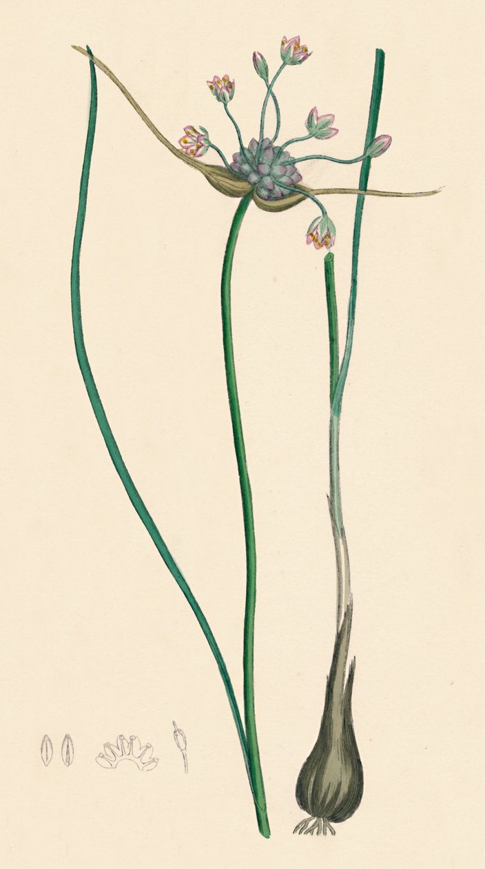 Allium oleraceum, var. genuinum. Veldknoflook, var. a, 19e eeuw door Unbekannt