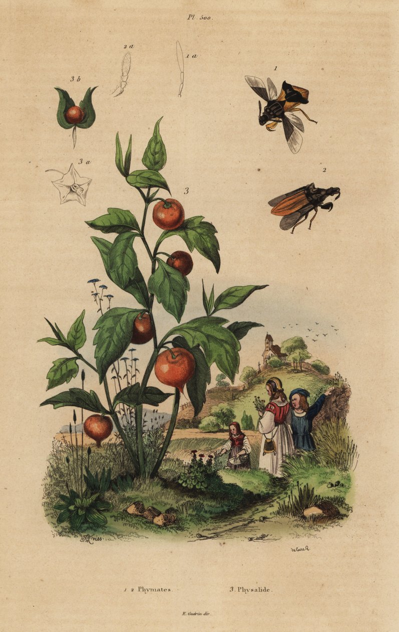 Hinderlaagwants, Macrocephalus cimicoides 1,2, en lampionplant, Physalis alkekengi 3 door Unbekannt