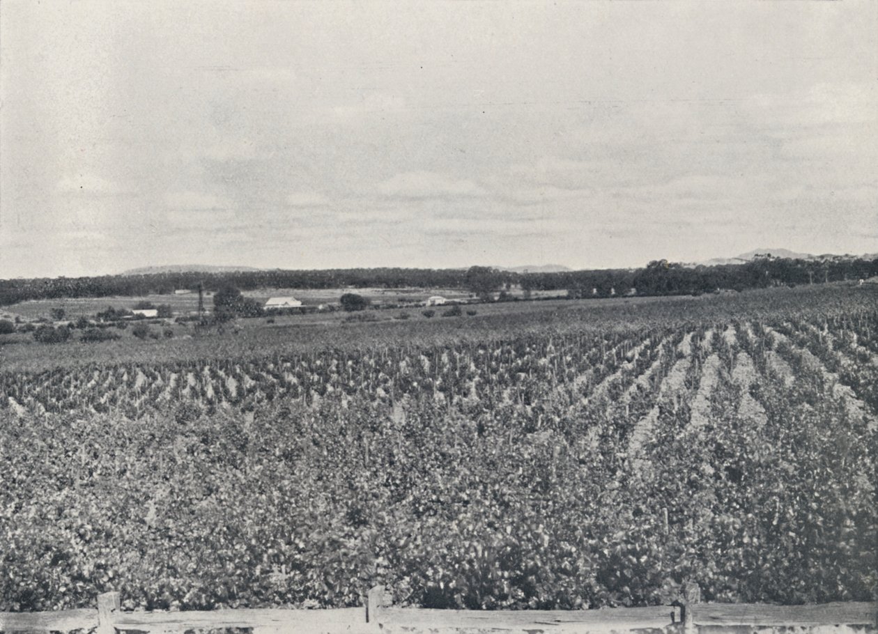 Een Australische wijngaard, 1923 door Unbekannt