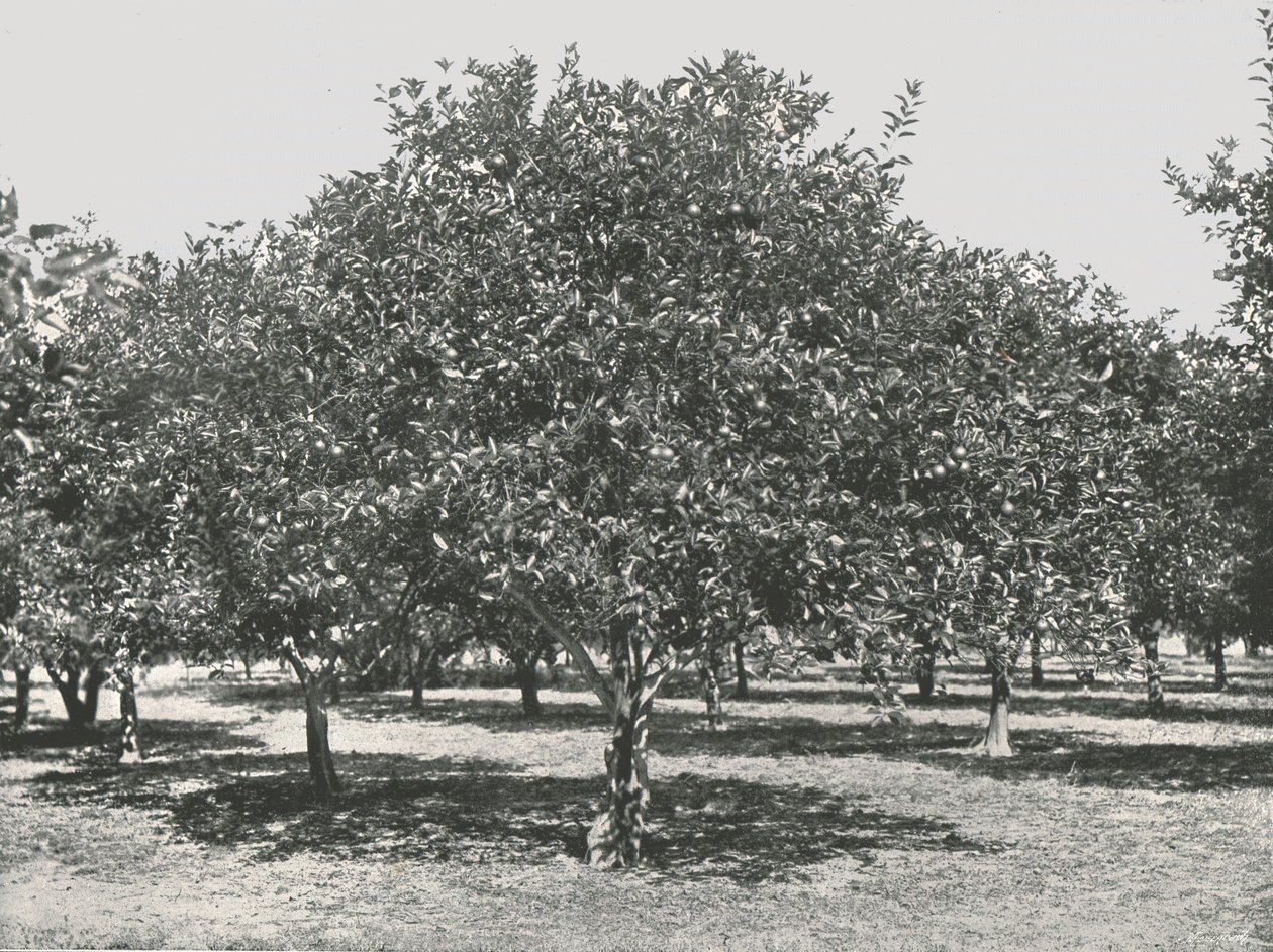 Een sinaasappelboomgaard nabij de stad, St. Augustine, VS, 1895 door Unbekannt