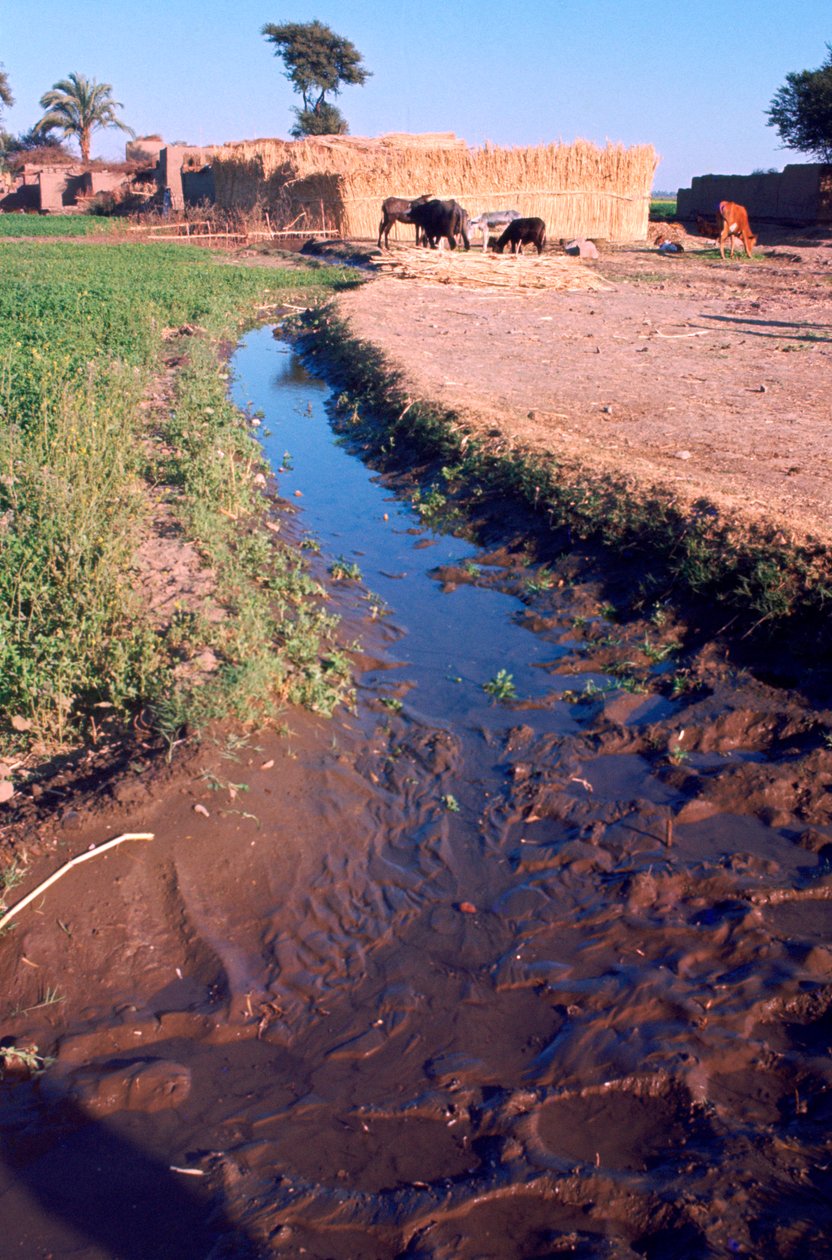 Dieren grazen naast een irrigatie- of afwateringskanaal, Egypte, 20e eeuw door Unbekannt