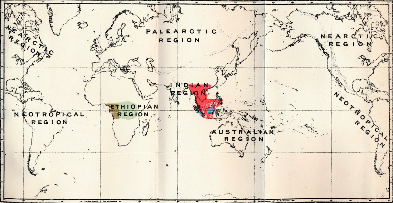 Anthropoidea - Hylobates Rood, Simia Blauw, Gorilla Bruin, Anthropopithecus Groen, 1897 door Unbekannt