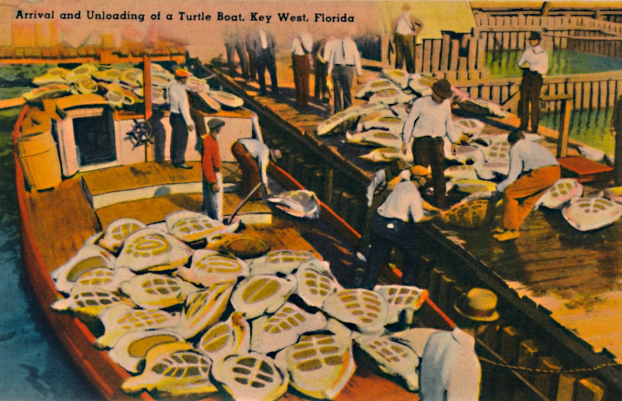 Aankomst en Lossen van een Schildpaddenboot, Key West, Florida, ca. 1940s door Unbekannt