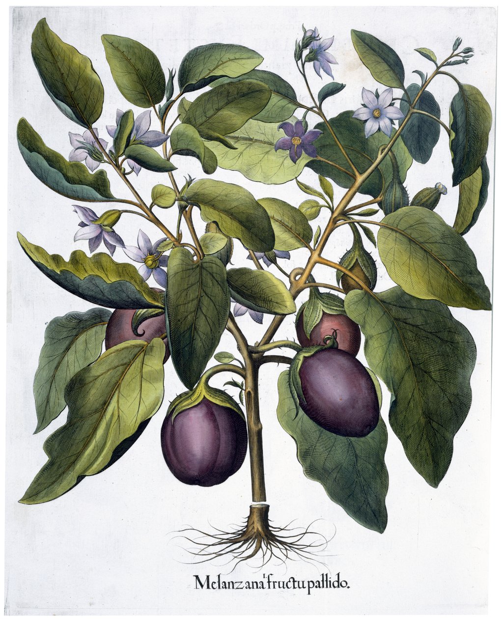 Aubergine, 1613 door Unbekannt