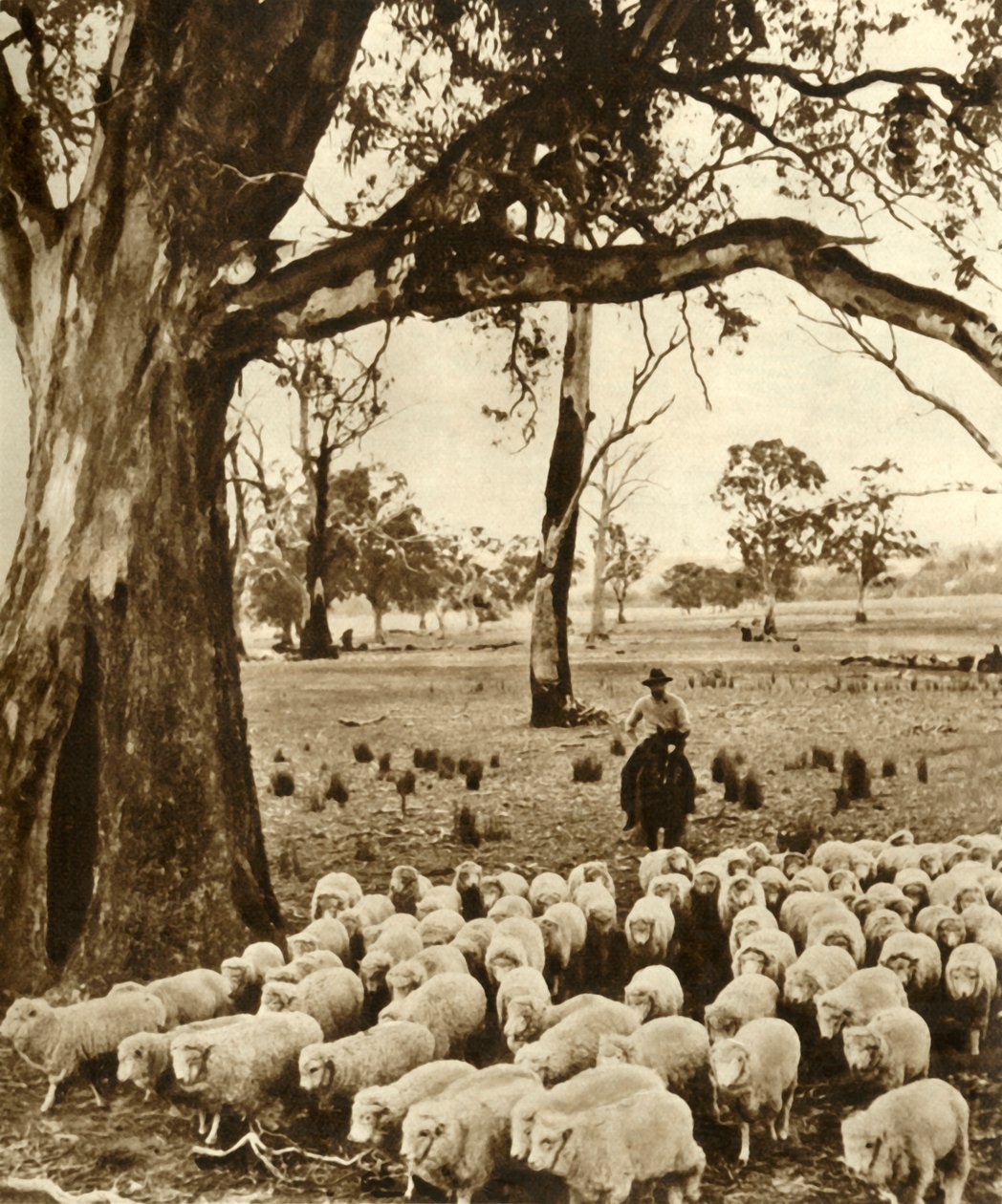 Australië - Een veedrijver met enkele van zijn dieren op een schapenstation in de staat Victoria, ca. 1948 door Unbekannt