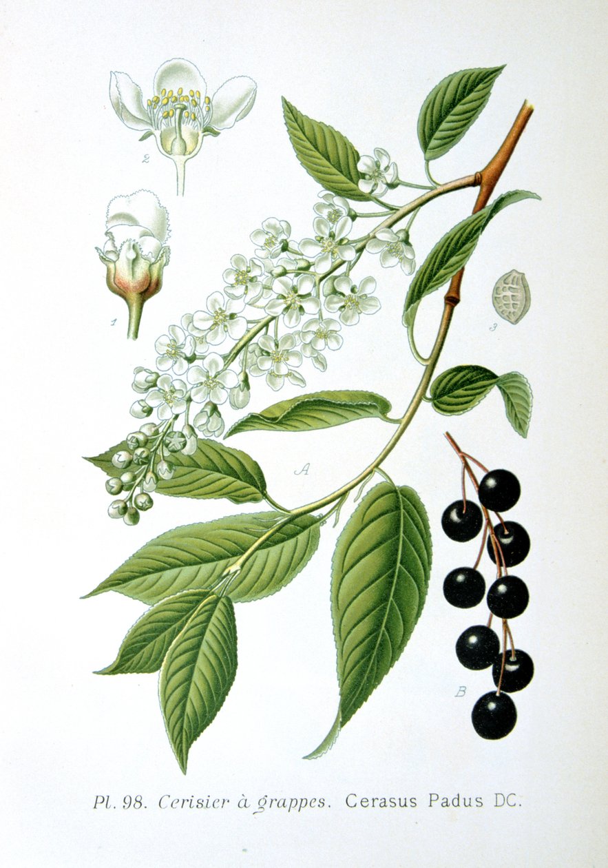 Vogelkers, 1893 door Unbekannt